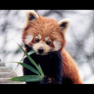 Meet your Posher, Joshua